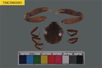 藏品(長螯拳蟹)的圖片